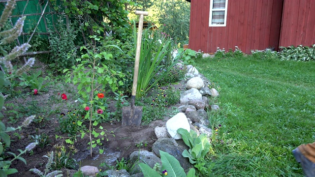 园丁在后院浇灌刚种下的银杏苗。4 k视频素材