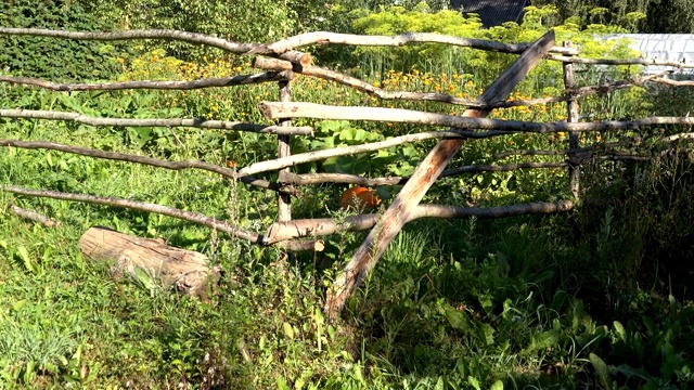 南瓜植物生长和温室在农场花园用木栅栏围起来。缩小。4 k视频下载