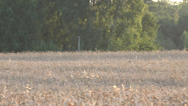 野生狍子后动物在夏季傍晚的光通过农业麦田。遵循4 k。视频素材