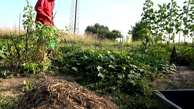 农民牛仔在农场喷洒黄瓜蔬菜。4 k视频素材