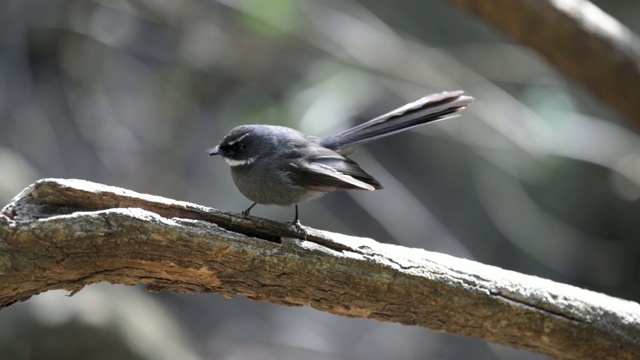 在喜马拉雅森林的栖木上跳舞的细尾鸟视频下载