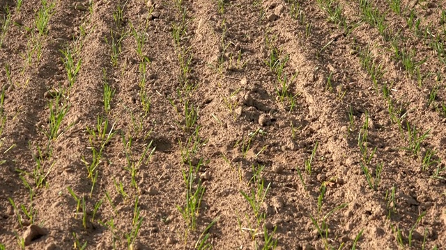 冬小麦作物在秋季农田成行生长。倾斜下来。4 k视频素材