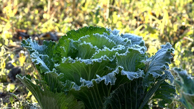 冻白菜植物覆盖着白色的冰晶。特写镜头。4 k视频下载