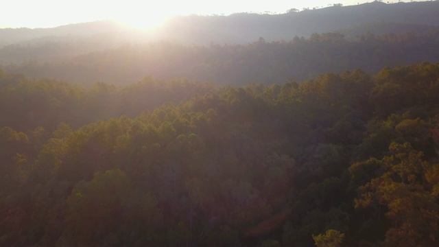 鸟瞰图的早晨森林视频素材