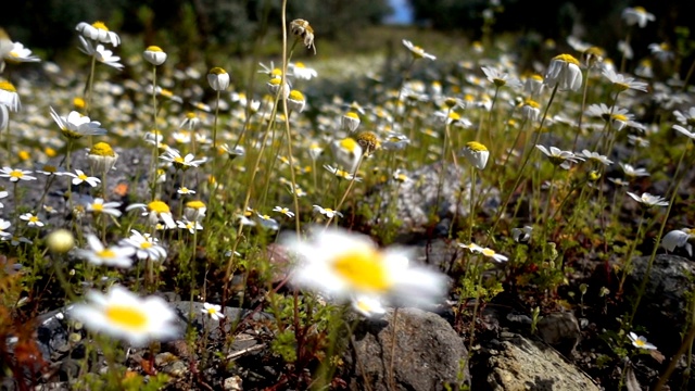 大自然中的白色雏菊花视频素材