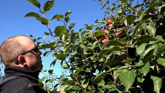 戴着太阳眼镜的人在农场的种植园里摘红苹果。4 k视频下载