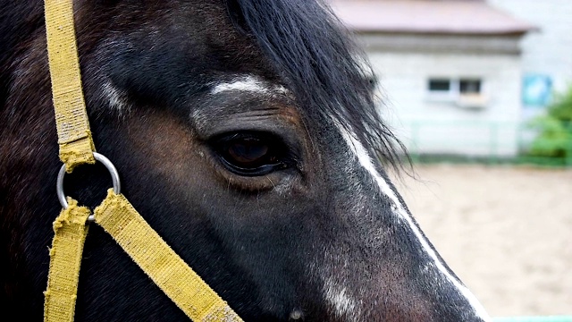 马的肖像特写。拿着笼头的马遥望远方。视频下载