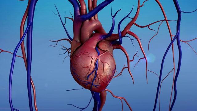 人类的心脏模型视频素材