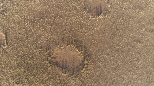 4K圆形缩小鸟瞰图著名的仙女圈在纳米比亚沙漠与旅游车辆在框架，纳米比亚视频素材