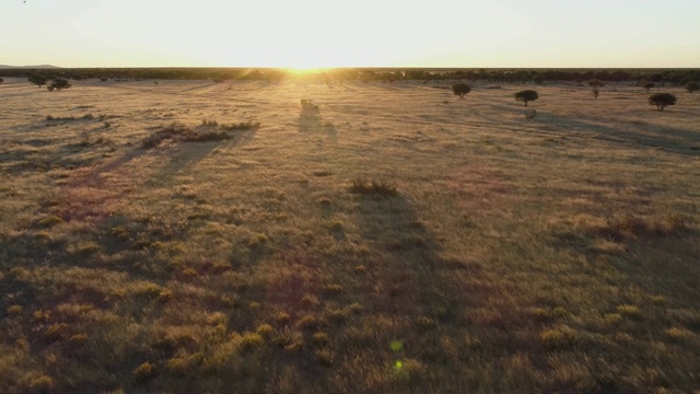 4K空中飞行的视角，狩猎汽车在日落通过非洲大草原，纳米比亚视频素材