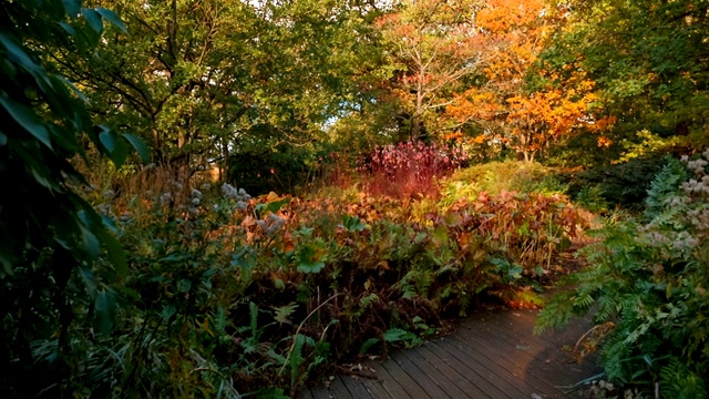 秋天的日本花园视频下载