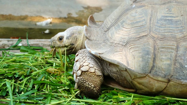 动物园里吃草的非洲大龟。非洲的大乌龟。近4k分辨率。视频素材