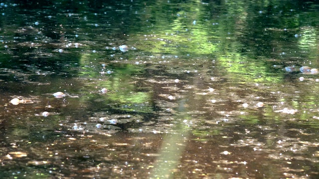 昆虫在肮脏的沼泽水面上飞翔，阳光在水面上反射。视频素材