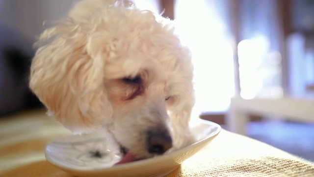狗舔空盘子视频素材