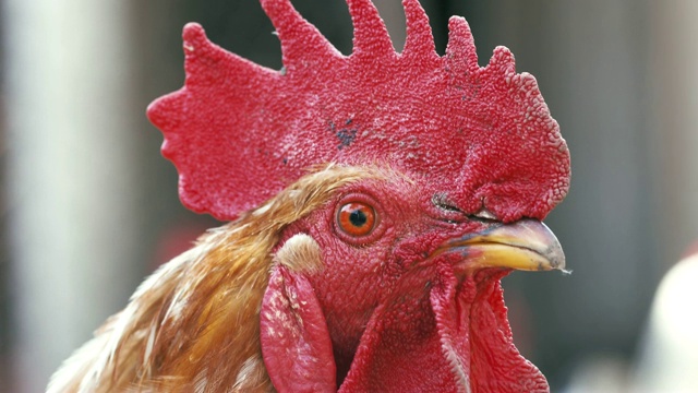 一只大而漂亮的黑白公鸡，带着鲜红的鸡冠，在鸡舍里一群小鸡中。小虫子在天空中飞翔，映衬着明亮的晚霞夕阳。农村视频下载