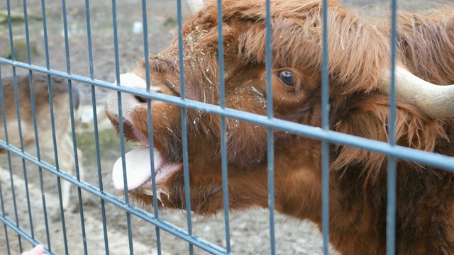 爱尔兰高地牛伸出舌头视频素材