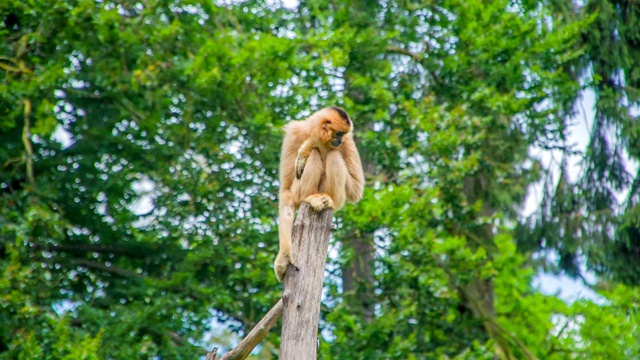一只橙色的长胳膊猴子正坐在树枝上视频下载
