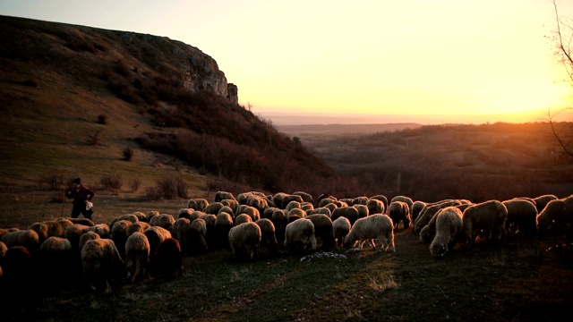 暮色中，一群羊和牧羊女在山上吃草视频素材
