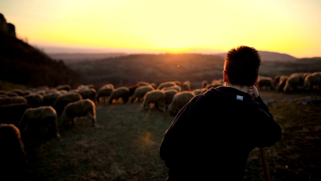 一群羊和少年牧羊人，在黄昏的山上吃草。视频素材