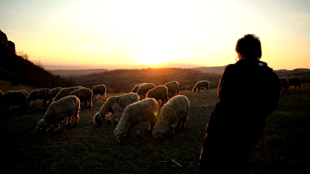 一群羊和少年牧羊人，在黄昏的山上吃草。视频素材