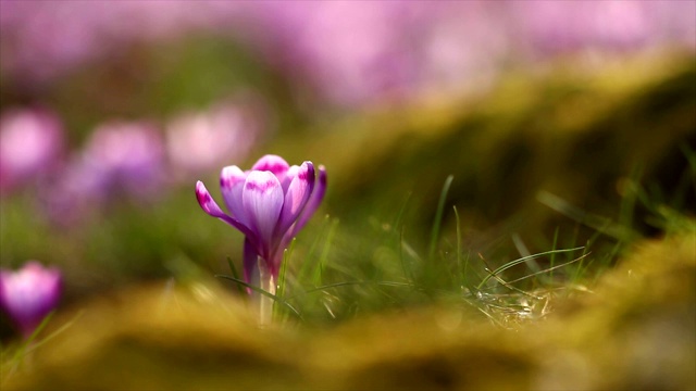 童话般的阳光照在春日番红花上的4k镜头。观赏神奇盛开的春花，野生藏红花。春花番红花的雄伟色彩视频素材