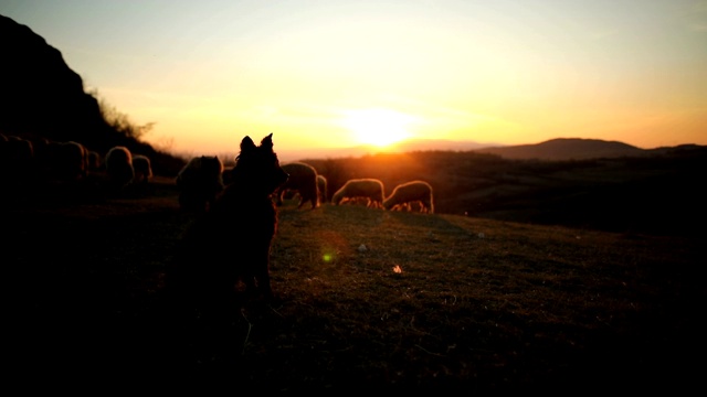 聪明的狗牵着羊，在日落的山上帮忙放羊视频素材