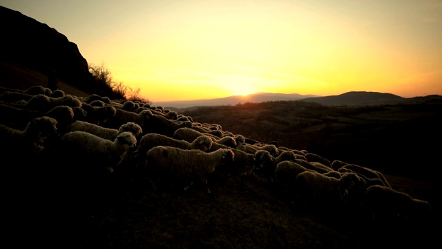 聪明的狗牵着羊，在日落的山上帮助牧羊女视频素材