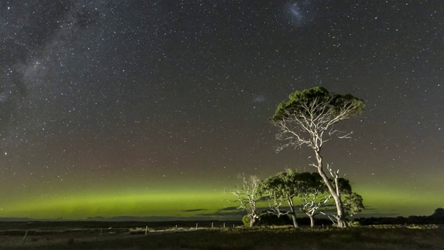 南极光和银河在桉树后面的时间流逝。视频素材