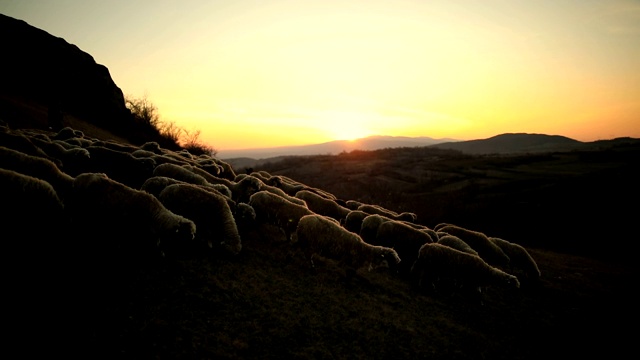 聪明的狗牵着羊，在日落的山上帮助牧羊女视频素材