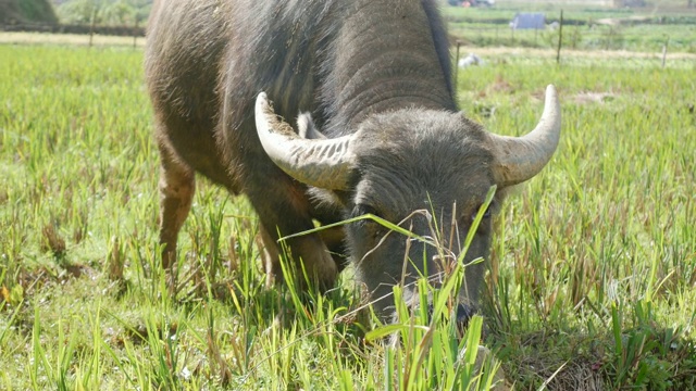 年轻的水牛被绳子拴在草地上走在绿色的热带山丘的背景。特写镜头4 k。视频下载