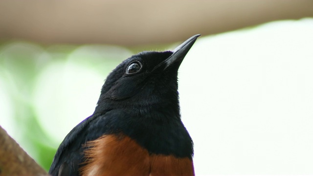 美丽的Shama Malabar鸟在树上- Kittacincla malabarica视频素材
