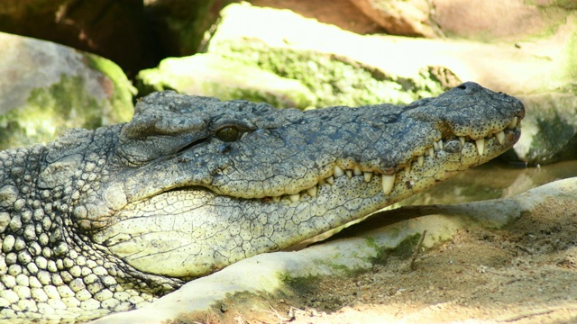 尼罗河鳄鱼头在一个自然公园-尼罗河鳄视频下载