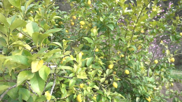 一个柠檬树和柠檬的动态拍摄视频素材