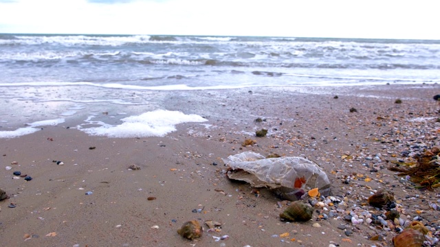 塑料瓶夹在rapan贝壳中被带到沙滩上。视频素材
