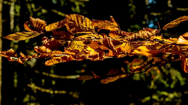 秋天的森林。秋叶随风摇摆与绿色的自然树背景与选择性的焦点。4 k视频剪辑。视频素材