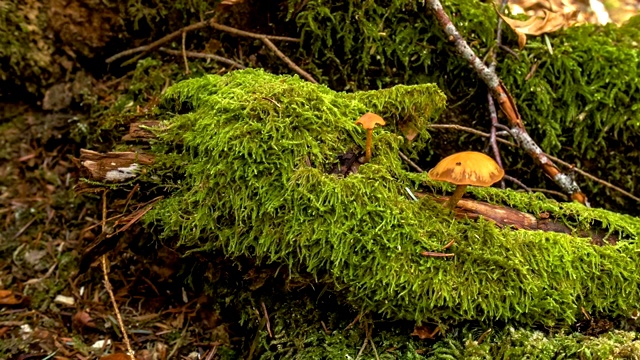 秋天郁郁葱葱的森林。秋天森林地面上绿色茂盛的叶子，背景是蘑菇。线性捕捉相机运动。视频素材