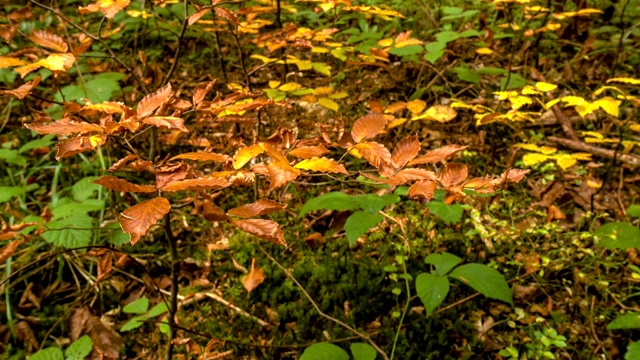 秋日森林里的阳光。明媚的阳光照耀着茂密的秋日树林。视频素材
