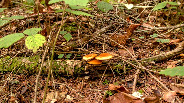 秋天森林里的蘑菇上的阳光。阳光灿烂地照在秋天森林里的蘑菇上。视频素材