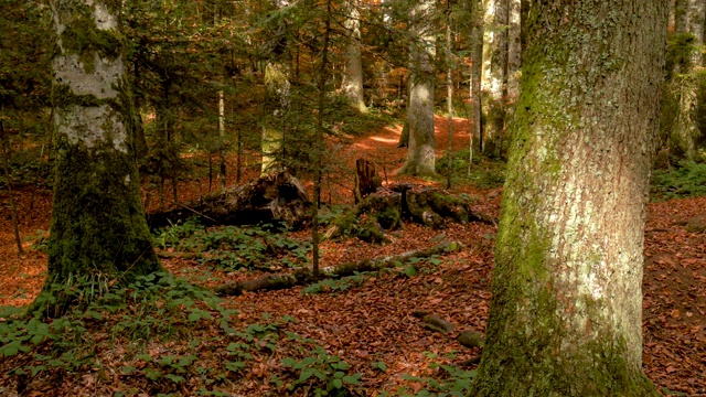 秋天树木茂盛。秋天的森林，阳光照在树上，地板上覆盖着落叶。视频素材