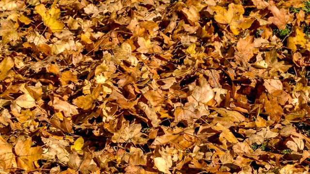 秋天森林里的红色落叶。秋天的森林里，红叶飘落到地上。线性捕捉相机运动。视频素材
