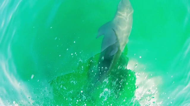从船上拍摄的海豚视频素材