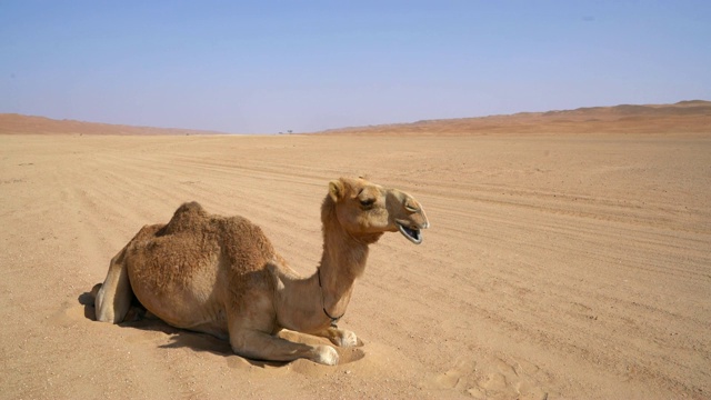 骆驼躺在沙漠的沙上视频下载
