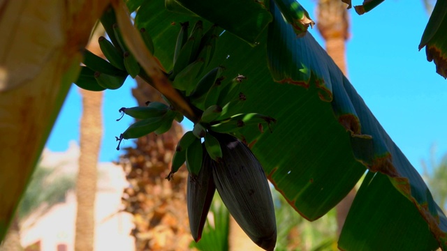 一个花和香蕉水果在树上的特写视频下载