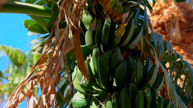 香蕉树叶和水果的特写视频下载