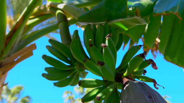 在蓝天的映衬下，树上的香蕉果实视频下载