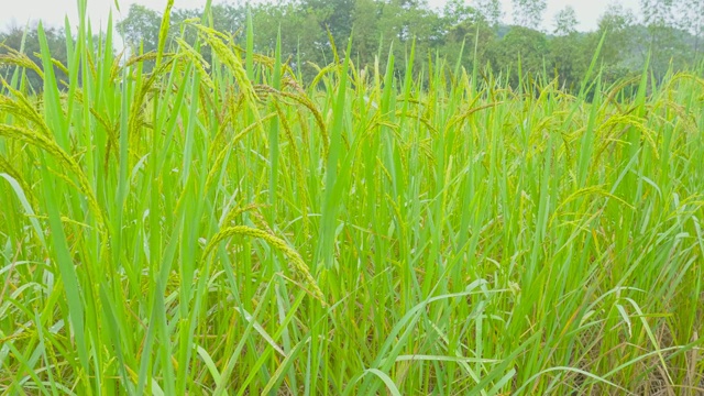 田间天然红马利水稻近距离观察视频素材