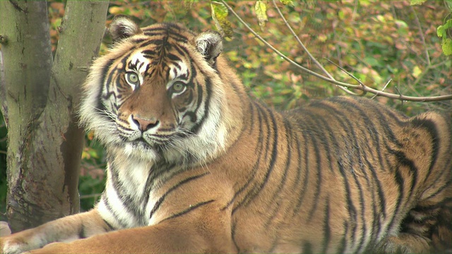 老虎转身盯着镜头的特写视频素材