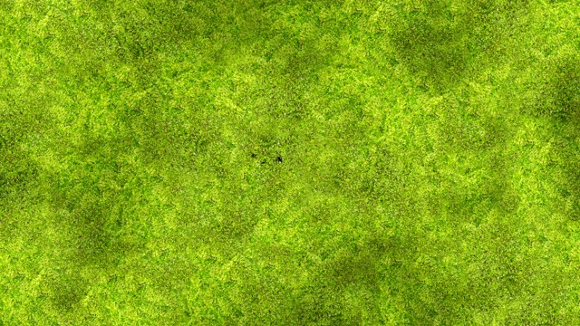 绿色苔藓覆盖屏幕美丽的动画。阿尔法磨砂草的生长过程。用于转换。春天的自然与新生活理念。视频素材