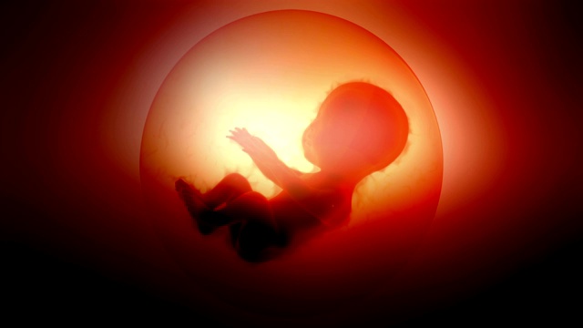 胚胎的动画视频素材