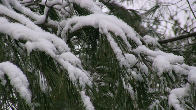白雪皑皑的松树视频下载